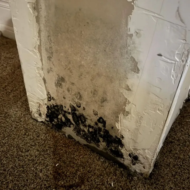 Professional Mold Removal in Acton, MA